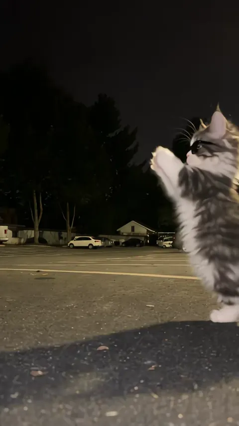 Dance Template 6